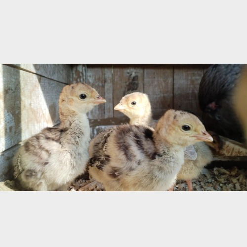 Baby Gobbles #2