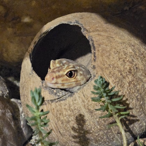 Annoth mama