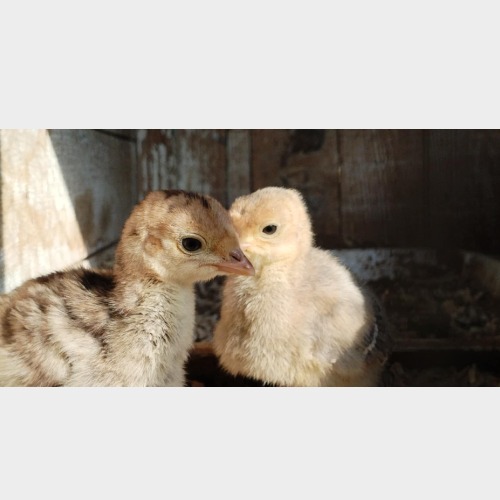 Baby Gobbles #3