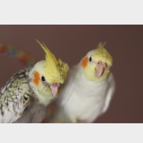 Kiwi, füge és kókusz