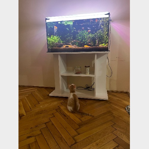 Dinó #10