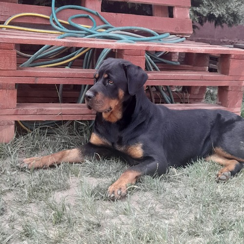 Rozi #4