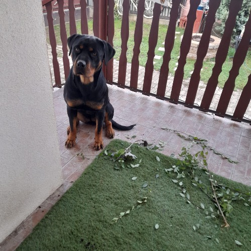 Rozi #2