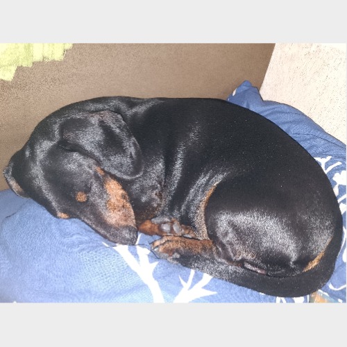 Tökös/Töki/Tökike/Töke/Töte