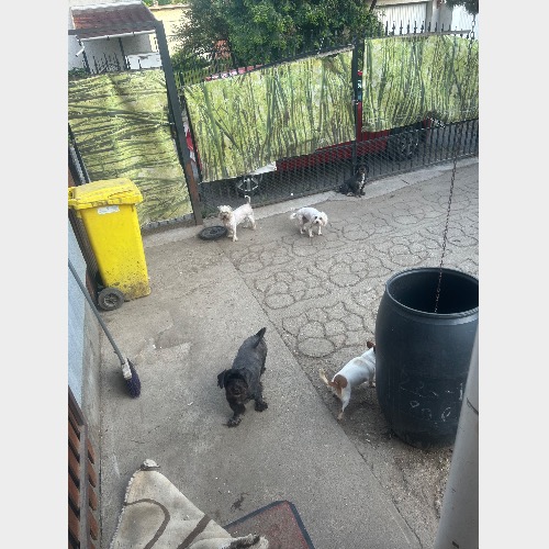 Füge, Málna, Pepe,Hony,Paki,raptor, maya ,tódi