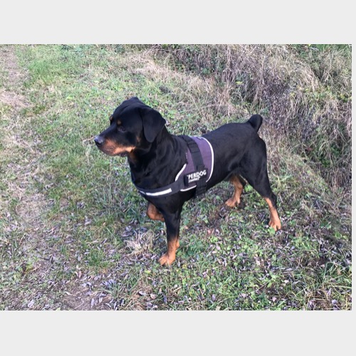 Bőrkerági Nemes Brúnó