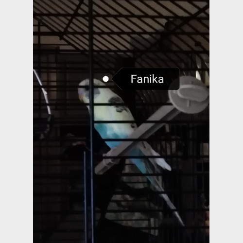 Fanika&sanyika #2