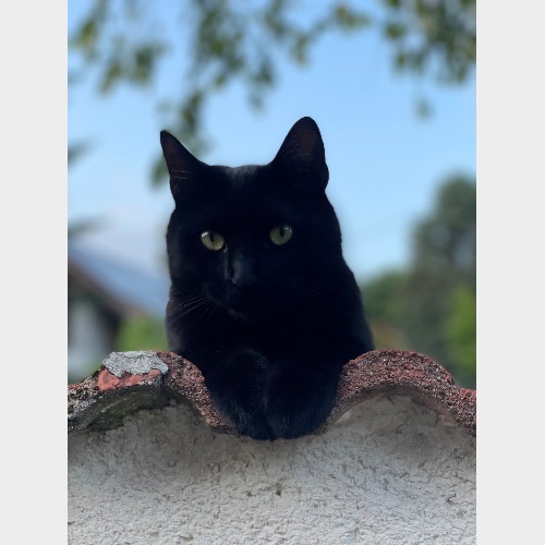 Loki