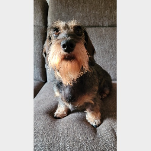 Maja