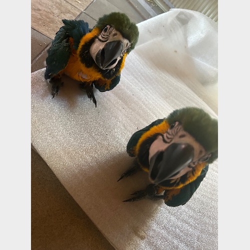 Füge, Málna, Pepe,Hony,Paki,raptor, maya ,tódi