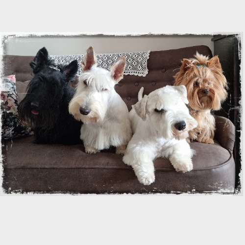 Rocco, Ozzy, Lemmy, Szamóca