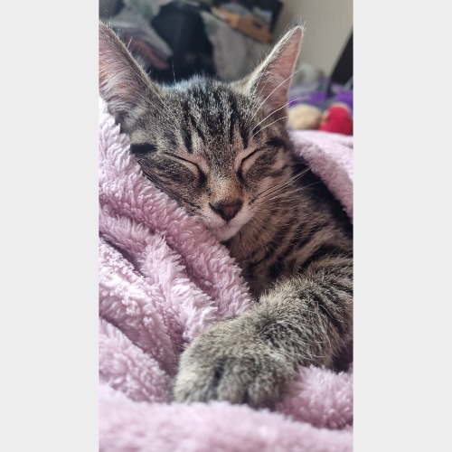 Louie