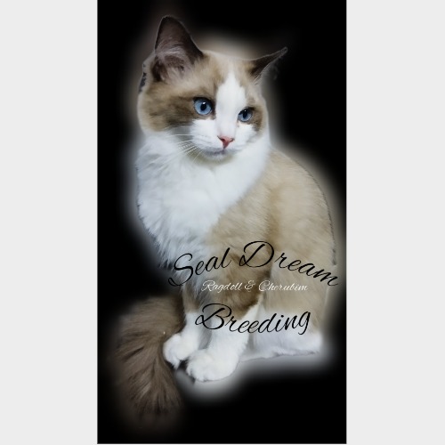 Seal Dream Ragdoll&Cherubim cicák