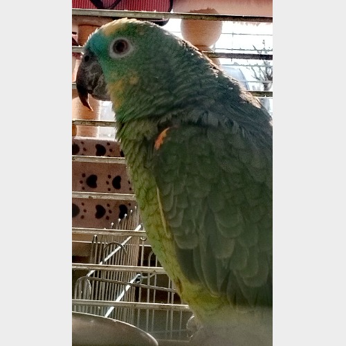 Kiwi