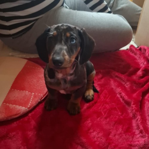 Maxi #2