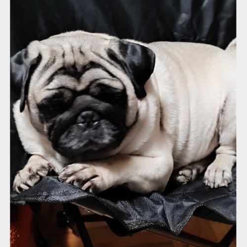 Bosco