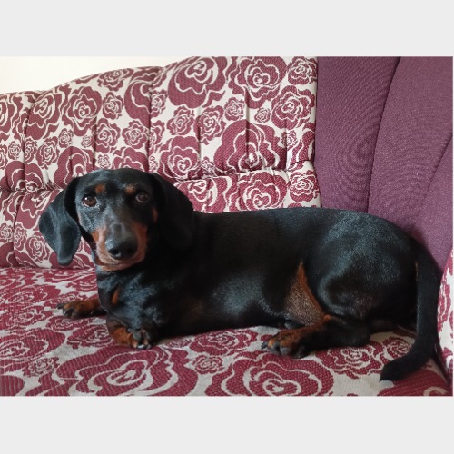 Tökös/Töki/Tökike/Töke/Töte #6