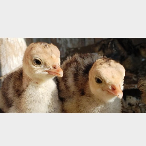 Baby Gobbles
