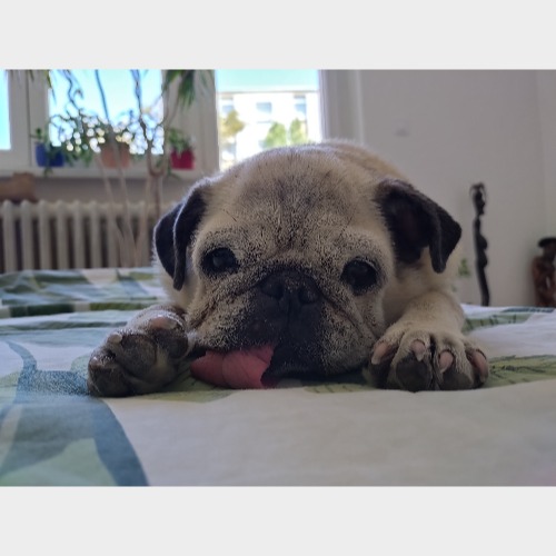 Molly