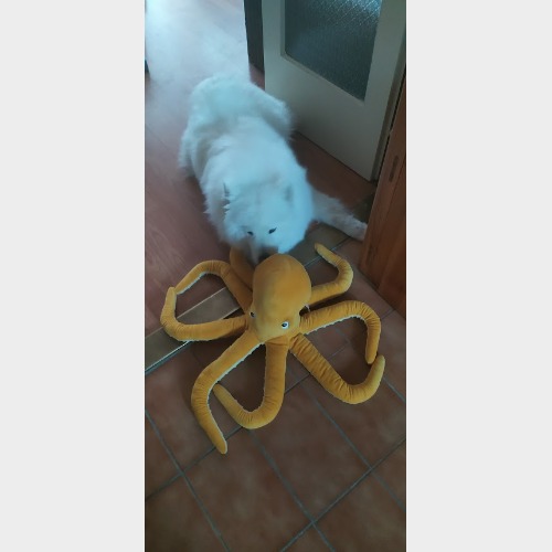 Pihe