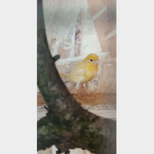 Sunny #2