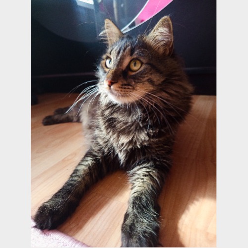 Mau