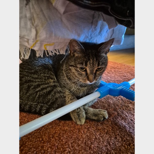 Tigris #2
