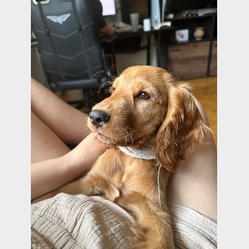 Daisy #2