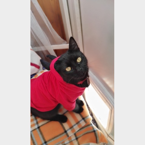 Titó #2