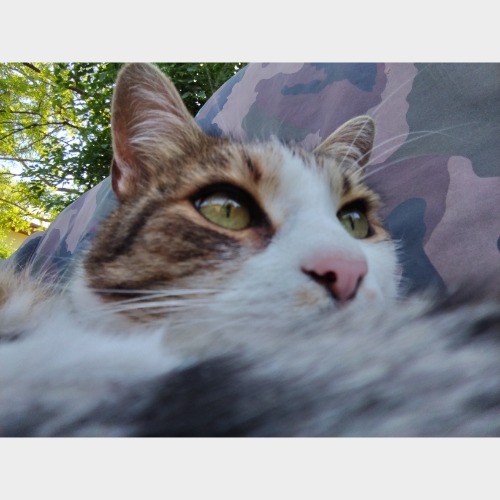 Tigris
