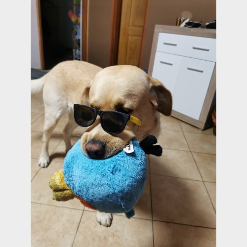 Riley #3