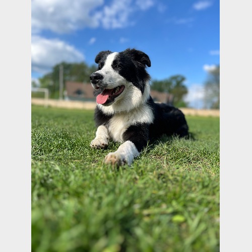 Franklin