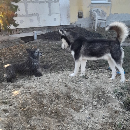 Brandy, Murphy
