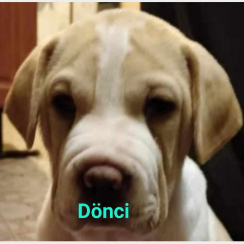 Dönci