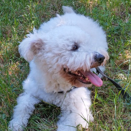 Kefír
