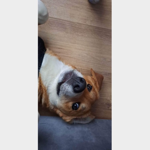 Cody, Rusty #7