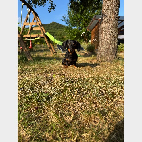 Mimi