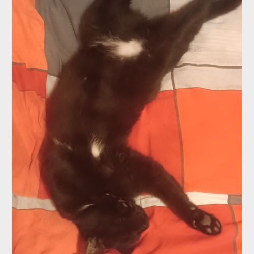 Hádi