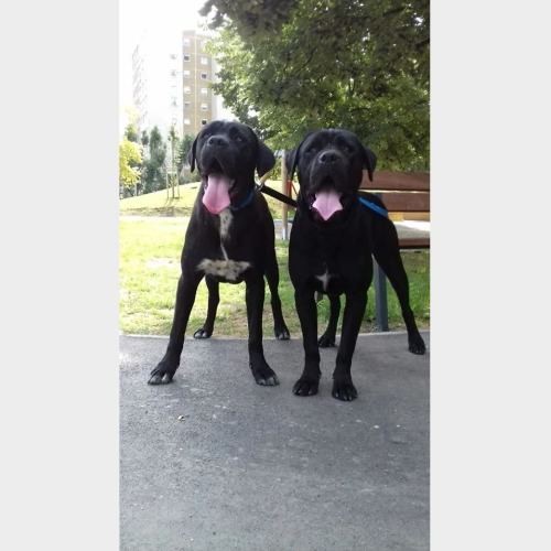 Buffy & Berta